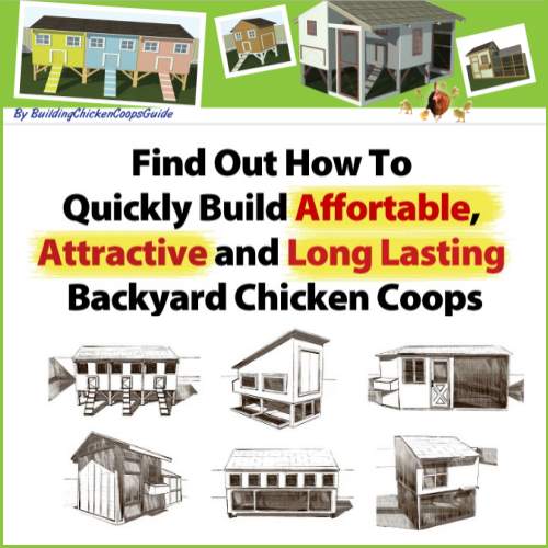 Building Your Own Chicken Coops