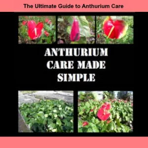 Anthurium Care Made Simple