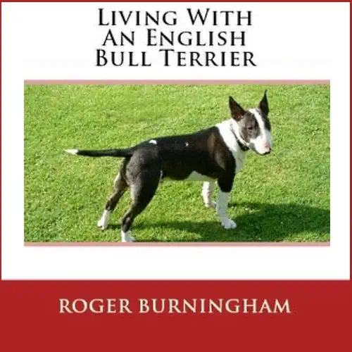 Live With An English Bull Terrier