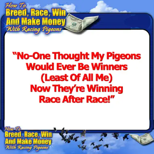 Pigeon Racing Master's Program