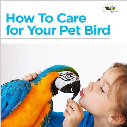 How To Care For Your Pet Bird